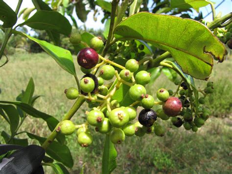 The Jamaican Pimento Plant The Jamaican Pimento Plant